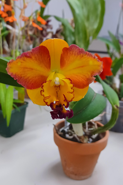 Picture of orange orchid